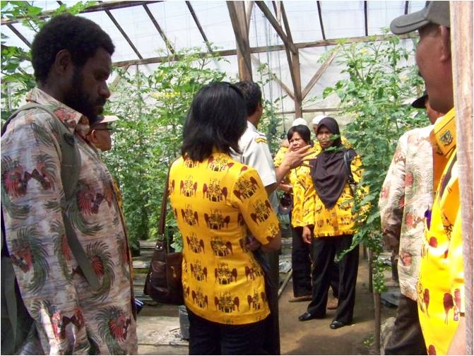 bbppl-Magang Timika-Tomat